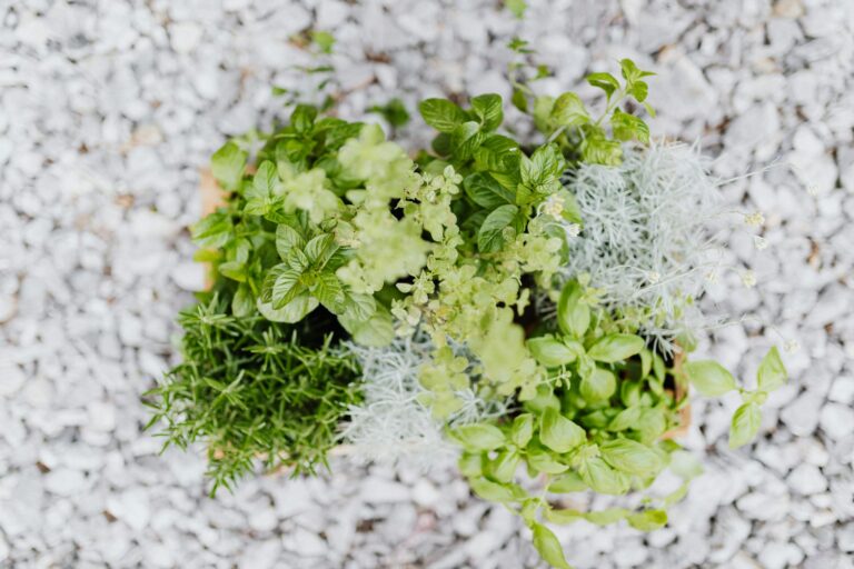 Hogyan alakíthatunk ki burjánzó fűszerkertet még a legkisebb városi erkélyen is