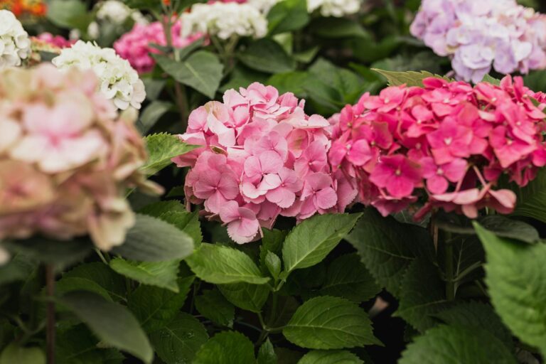 Így érhetjük el, hogy minden évben dúsan virágozzon a hortenzia a kertünkben