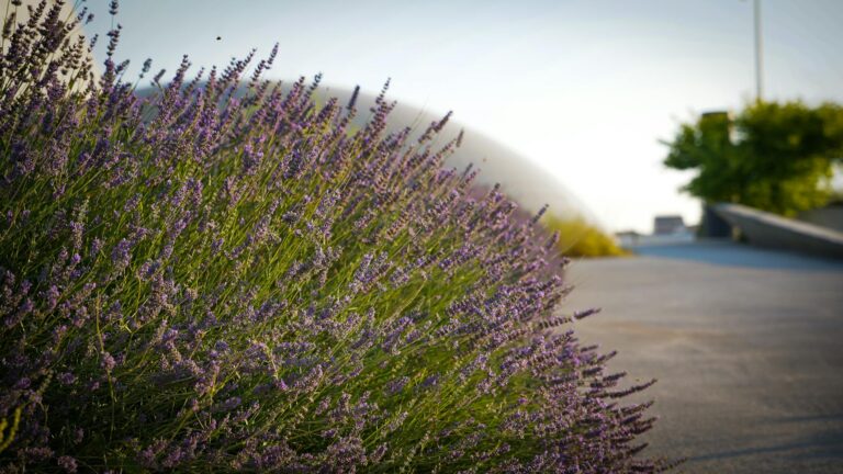 Így érhetjük el hogy minden évben dúsan és illatosan virágozzon a levendula a kertünkben