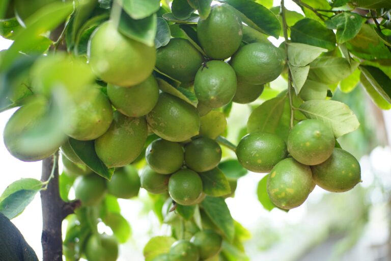 Így nevelhetünk saját és bőven termő citromfát akár a nappali közepén is