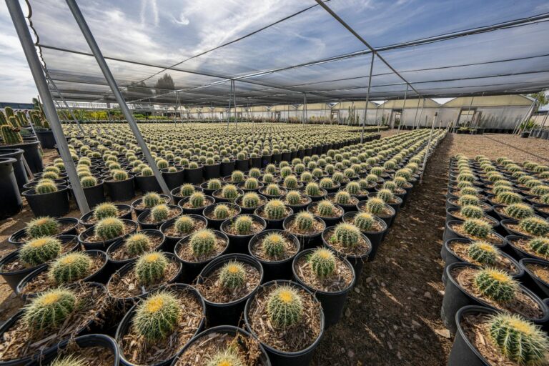 Hogyan tegyük élettel telivé a kert sötétebb és árnyékosabb szegleteit is