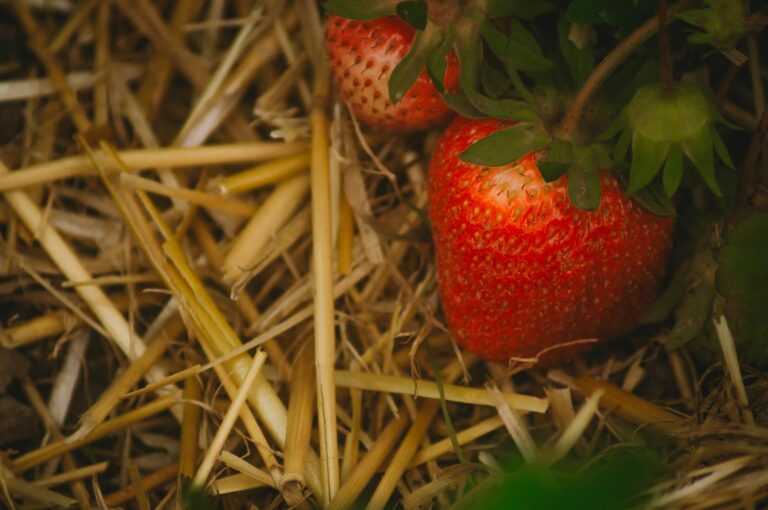 Így lesz jövőre is rengeteg édes eper a kertünkben