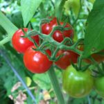 Így nevelhetünk ropogós és édes paradicsomot a városi teraszon