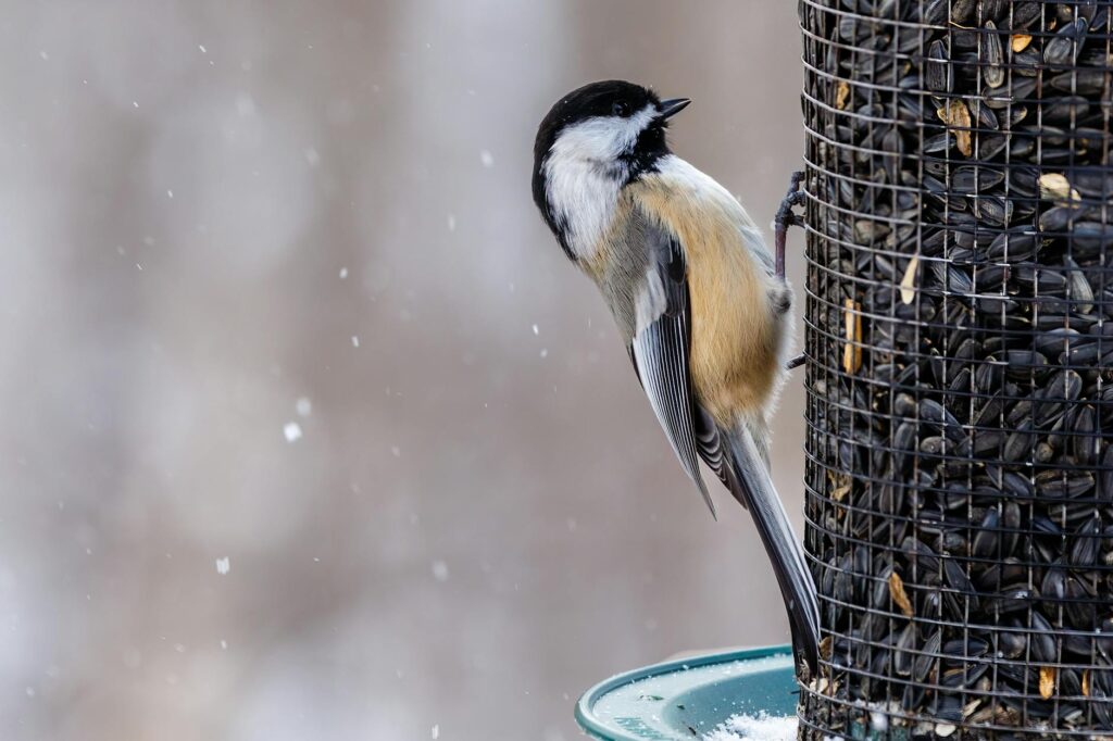 Miért érdemes madáretetőt szerelni az ablakunkba vagy a kertbe