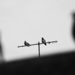 Így fedezhetjük fel a város rejtett madárvilágát egy egyszerű távcsővel