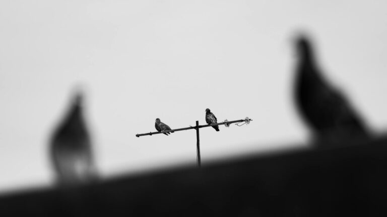 Így fedezhetjük fel a város rejtett madárvilágát egy egyszerű távcsővel