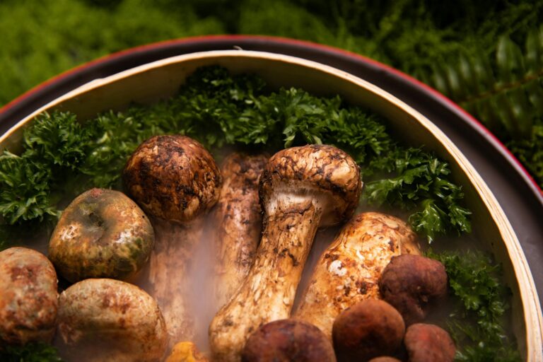 Így tölthetjük meg a házipatikánkat az erdő kincseivel