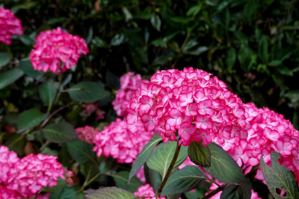 Így érhetjük el, hogy a hortenziánk minden évben bőségesen virágozzon