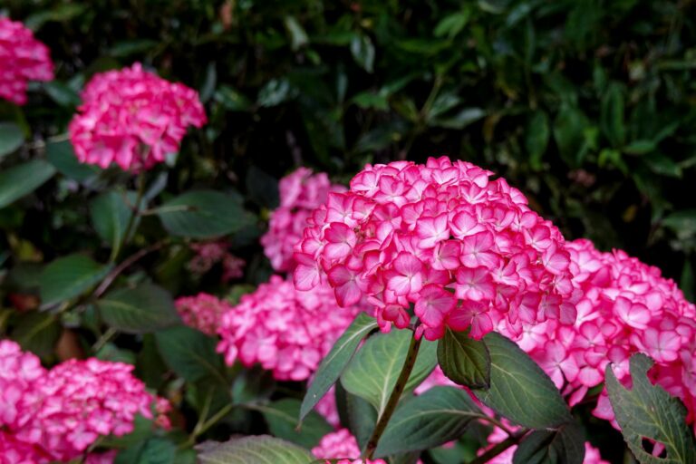 Így érhetjük el, hogy a hortenziánk minden évben bőségesen virágozzon