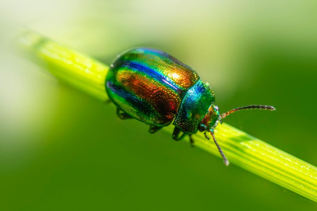 Hogyan tarthatjuk távol a kártevőket a kertünkből természetes módszerekkel