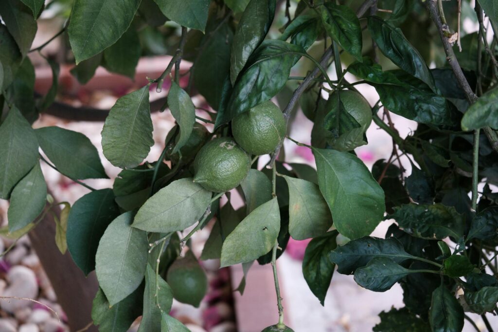 Így nevelhetünk termő citromfát a saját nappalinkban