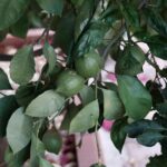 Így nevelhetünk termő citromfát a saját nappalinkban