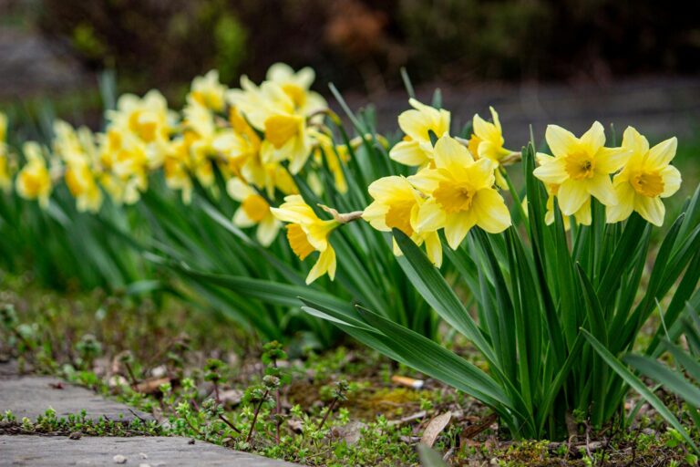 Így ültessük el a tavaszi hagymásokat a legszebb eredményért