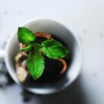 Így nevelhetünk friss fűszernövényeket a konyhai ablakpárkányon is