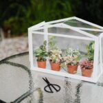 Hogyan építhetünk saját miniatűr esőerdőt egy befőttesüvegben?
