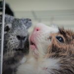 Hogyan teremthetünk igazán boldog életet a lakásban tartott tengerimalacoknak